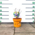 Muchovník jelšolistý (Amelanchier alnifolia) ´SASKATOON BERRY ´®- výška 20-30 cm, kont C4L - VIACKMENNÝ